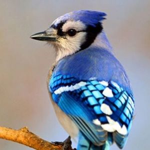 Meet your Posher, Shui